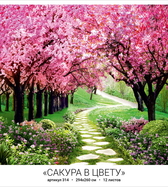 Сакура в цвету (12л)